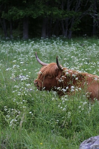 Animal antelope brown photo