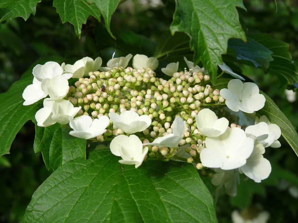 Hydrangea white garden photo