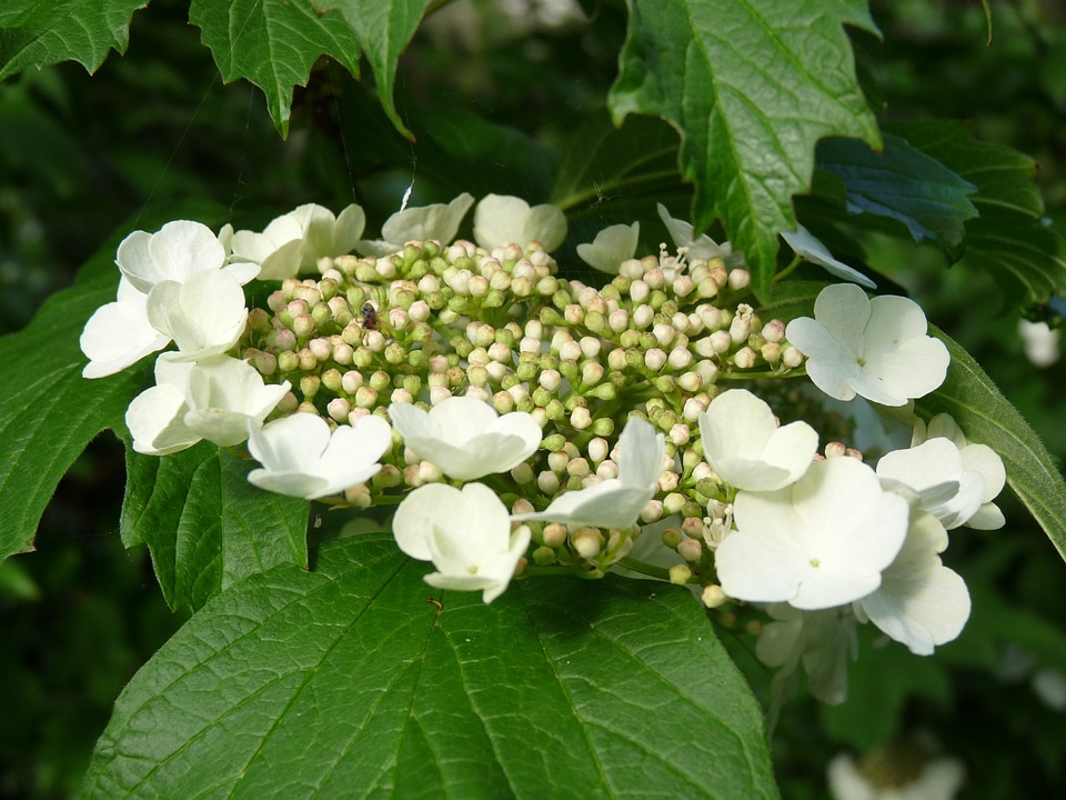 Hydrangea white garden