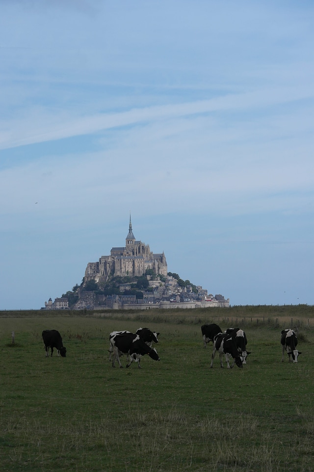 Animal architecture bovine