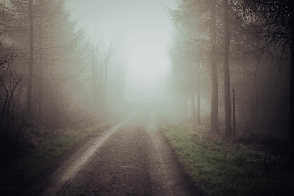 Dirt Road fog forest
