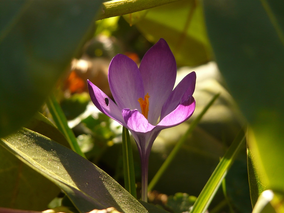 Plant blossom bloom