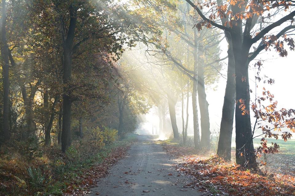 Autumn dirt road fall