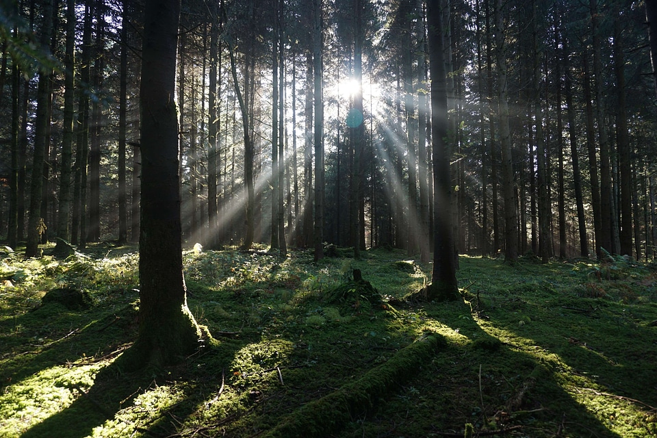 Flare forest grass