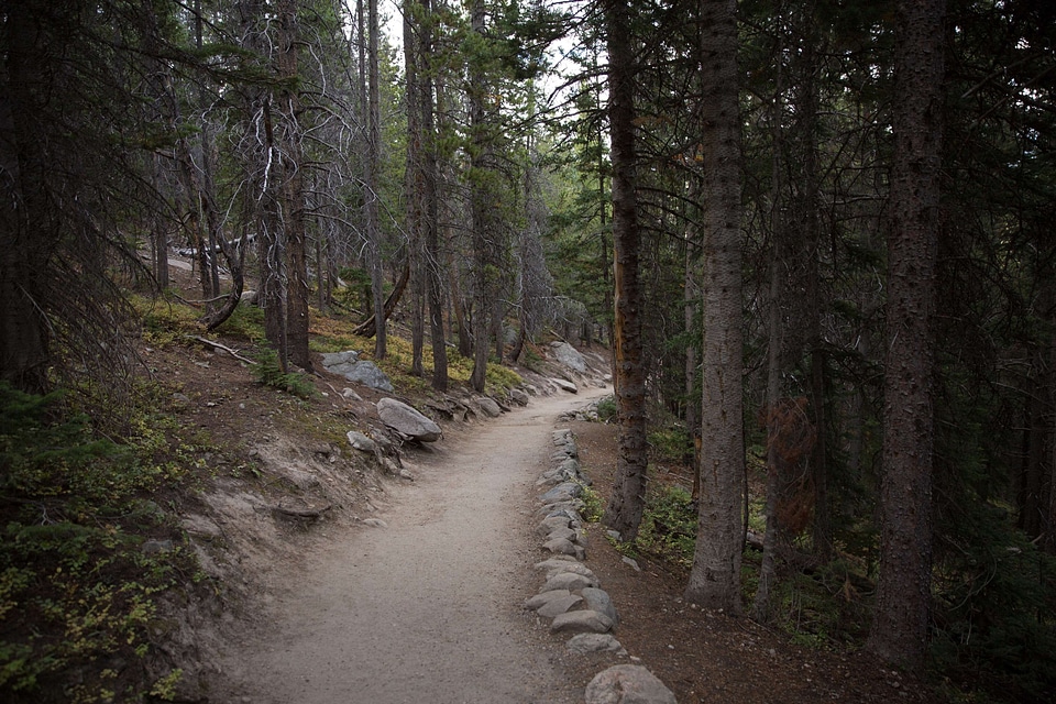 Dirt Path dirt road forest