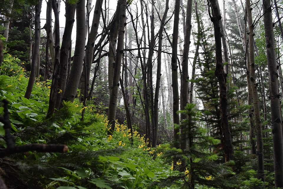 Branches cloudy forest