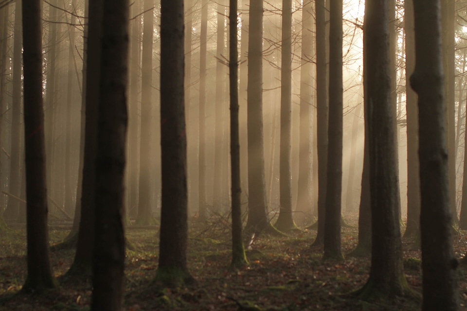 Brown fog forest photo