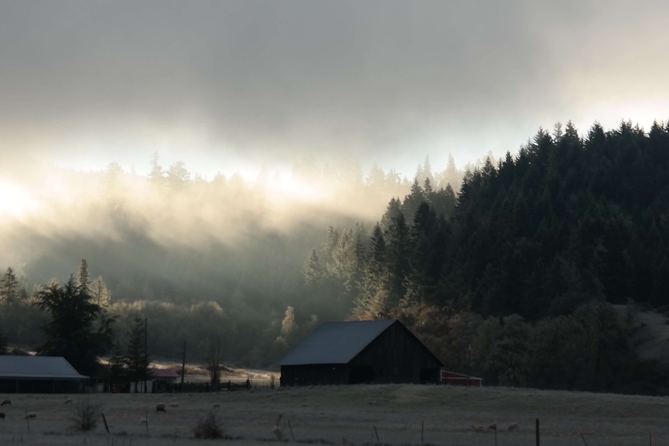 Abies barn building