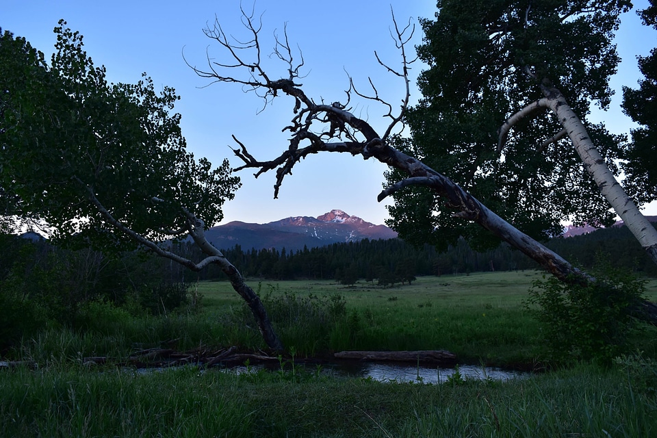 Bog branches clearing
