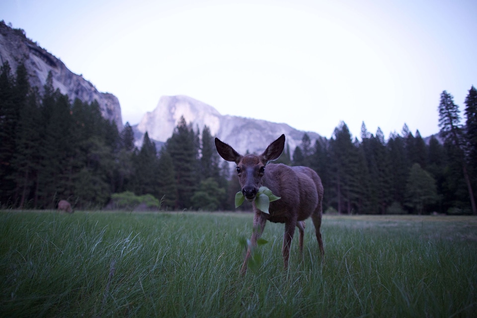 Animal antelope clearing