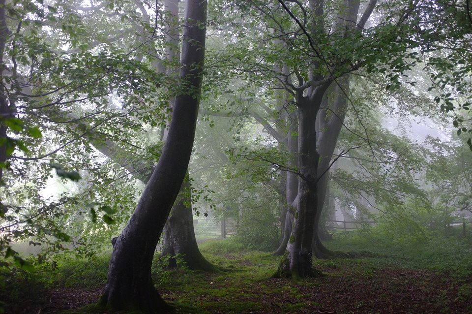 Country countryside fog