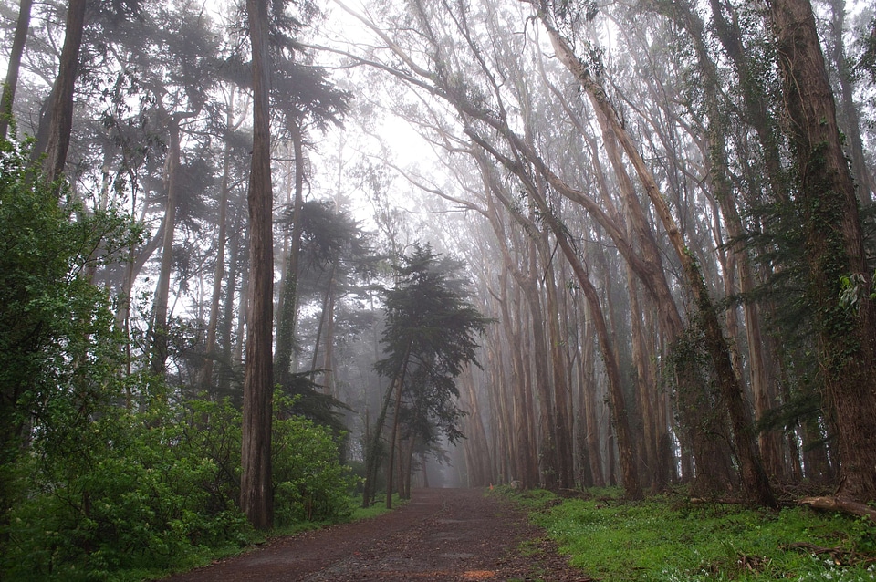 Dirt Road fog forest photo