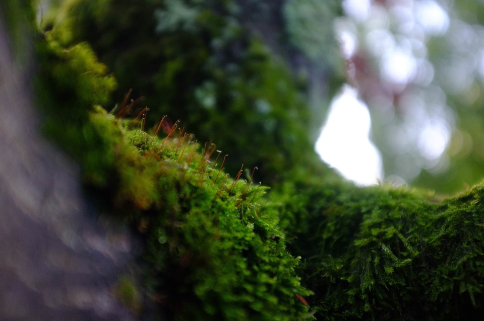 Agaric bokeh detail
