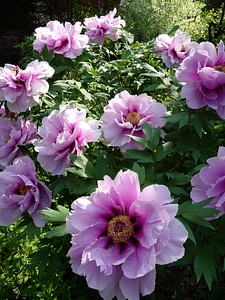 Bush peony lush