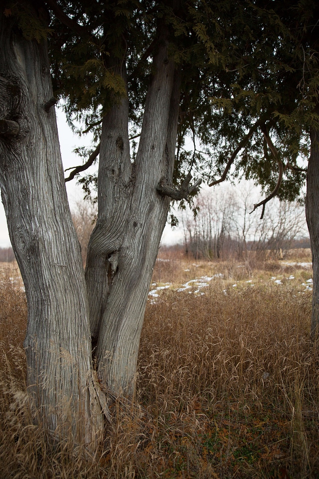 Brown field grass