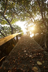 Bridge flare leaves