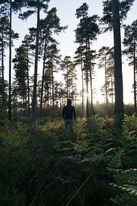 Abies clearing conifer
