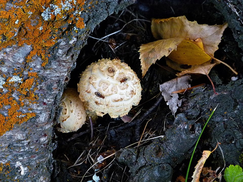 Nature autumn fall