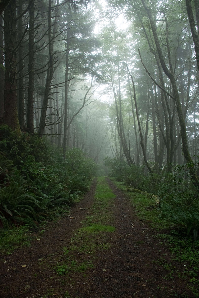 Dirt Road fog forest