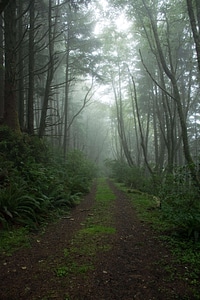 Dirt Road fog forest photo