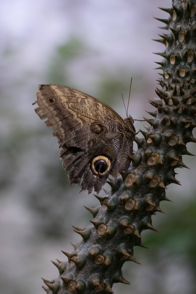 Animal bug butterfly