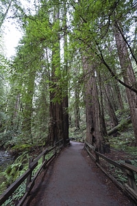 Boardwalk bridge building