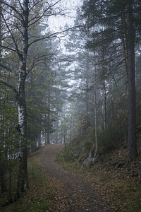 Dirt Road fog forest photo