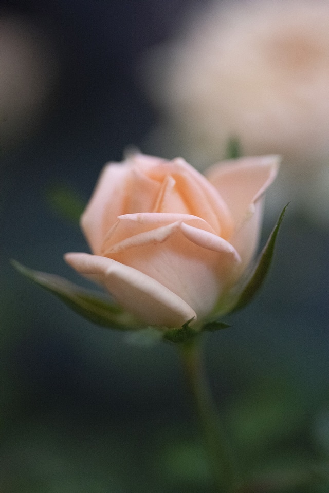Blossom flower plant