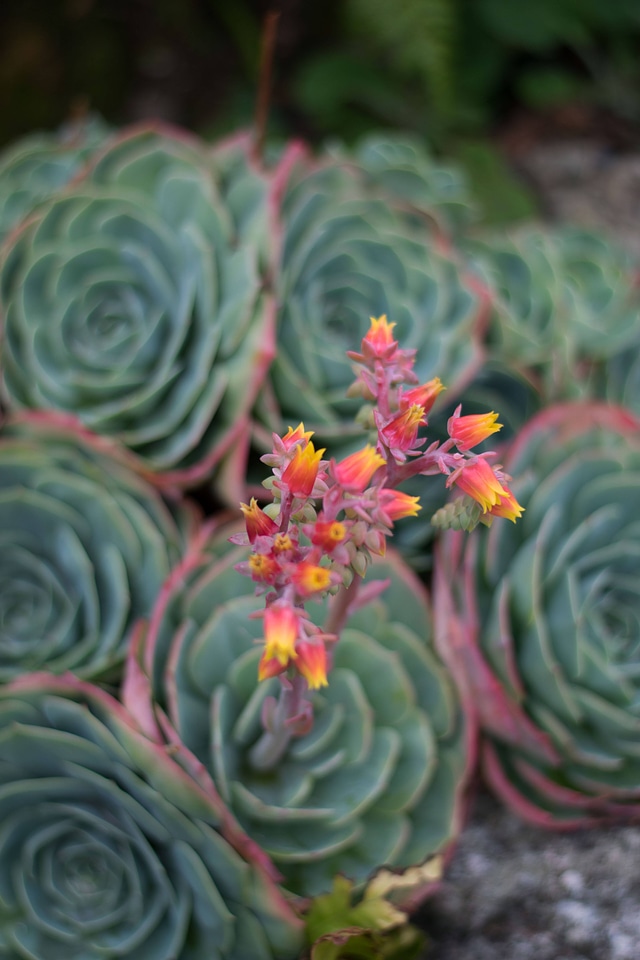 Cactus conifer deptch