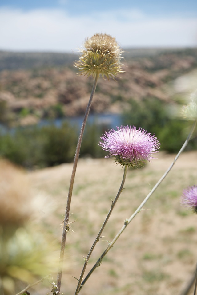 Blossom flower plant
