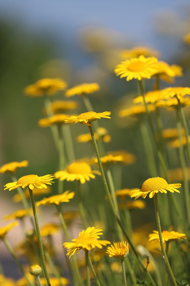 Asteraceae bloom blossom