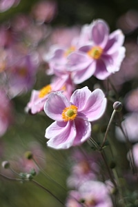 Anemone anther bloom photo