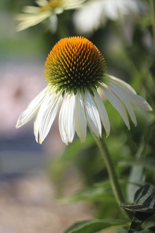 Asteraceae bloom blossom
