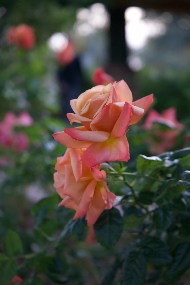 Bloom blossom close up photo