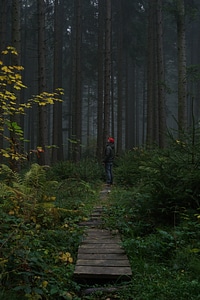 Forest hike human photo