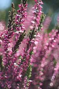 Bloom blossom bokeh