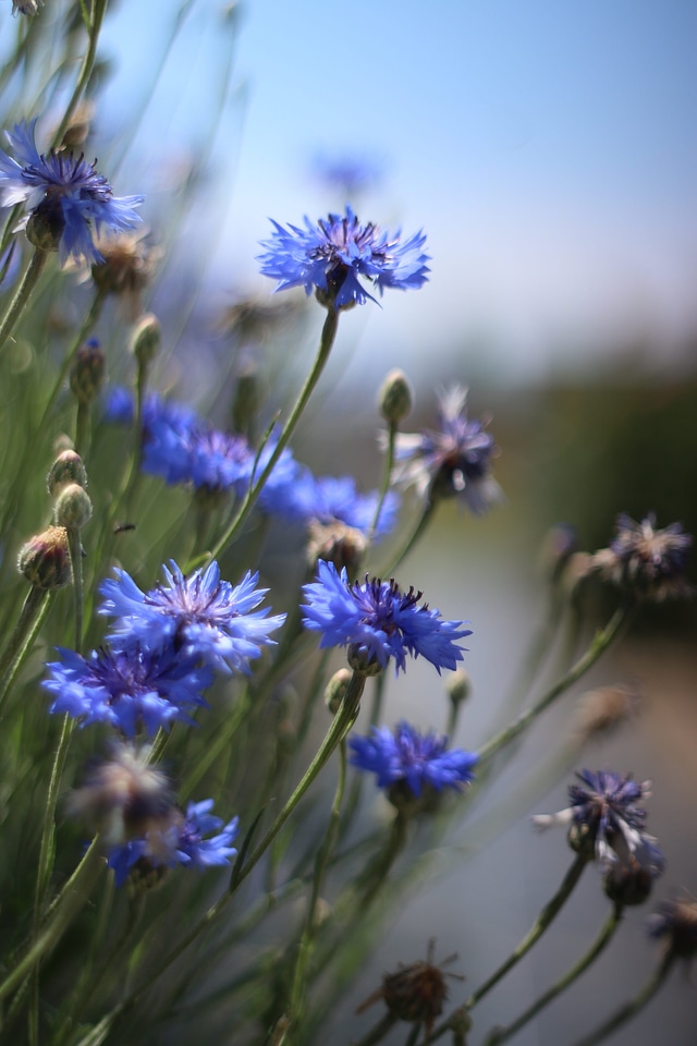 Agapanthus bloom blossom