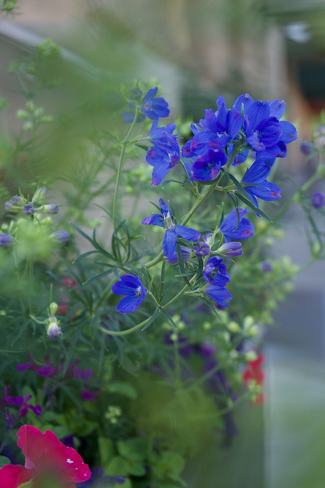 Blossom flower geranium