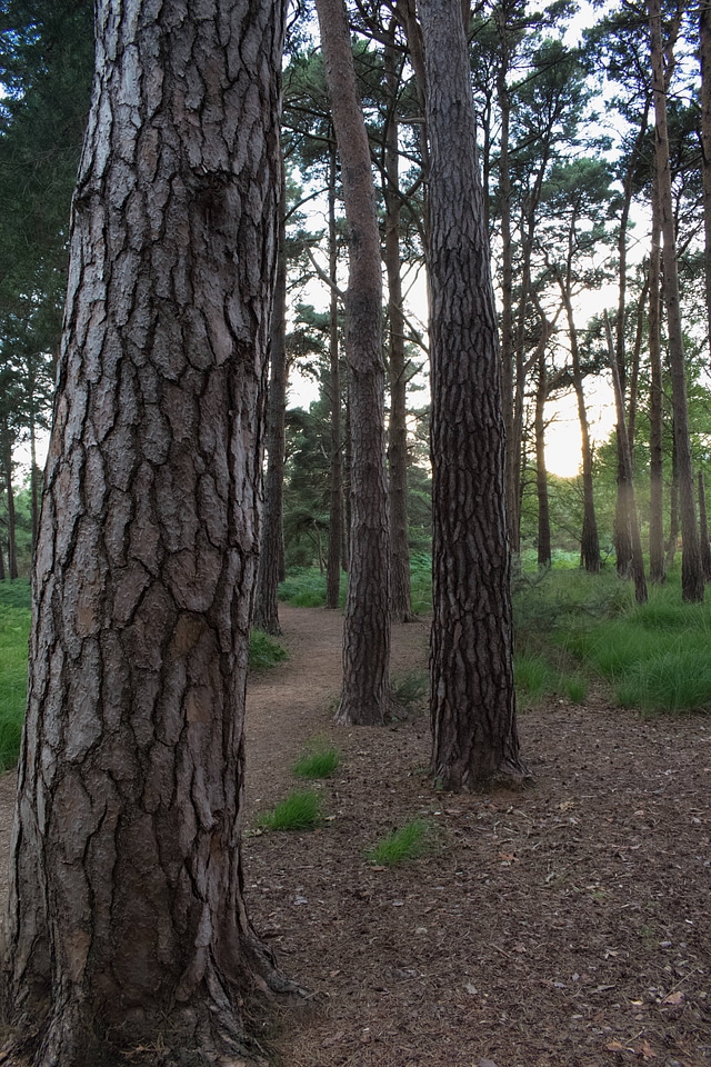 Brown detail forest