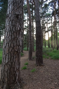 Brown detail forest