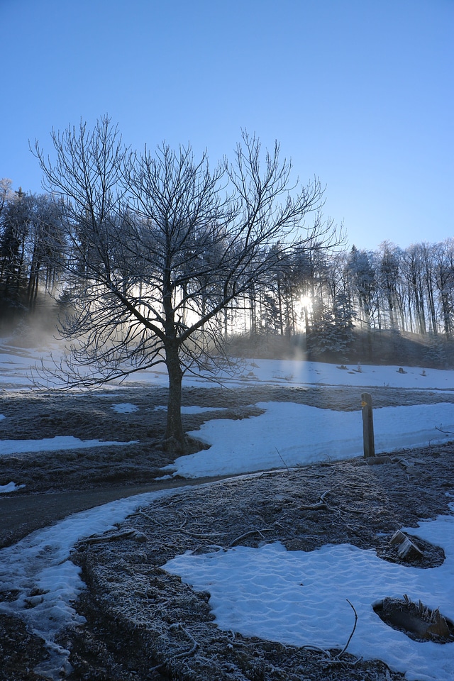 Abies clearing fir