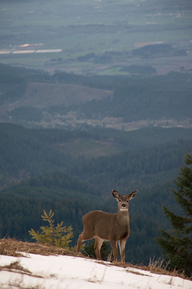 Abies animal antelope