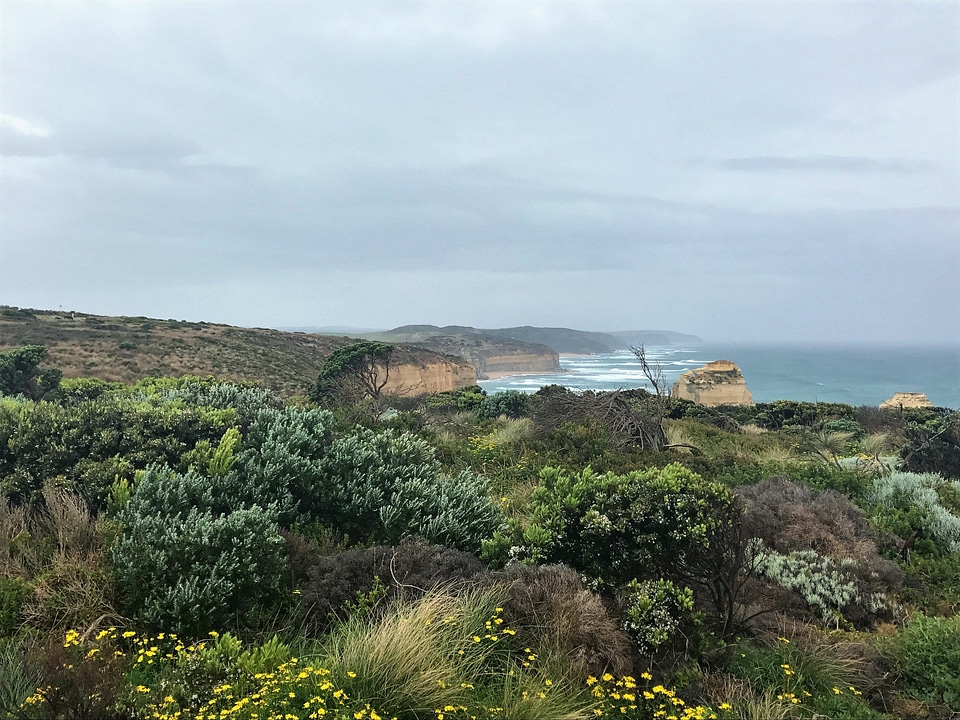 Blossom bushes cliff