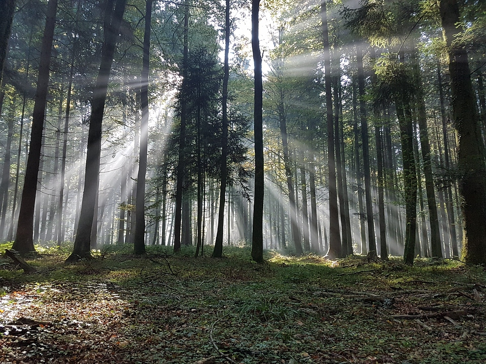 Clearing flare forest