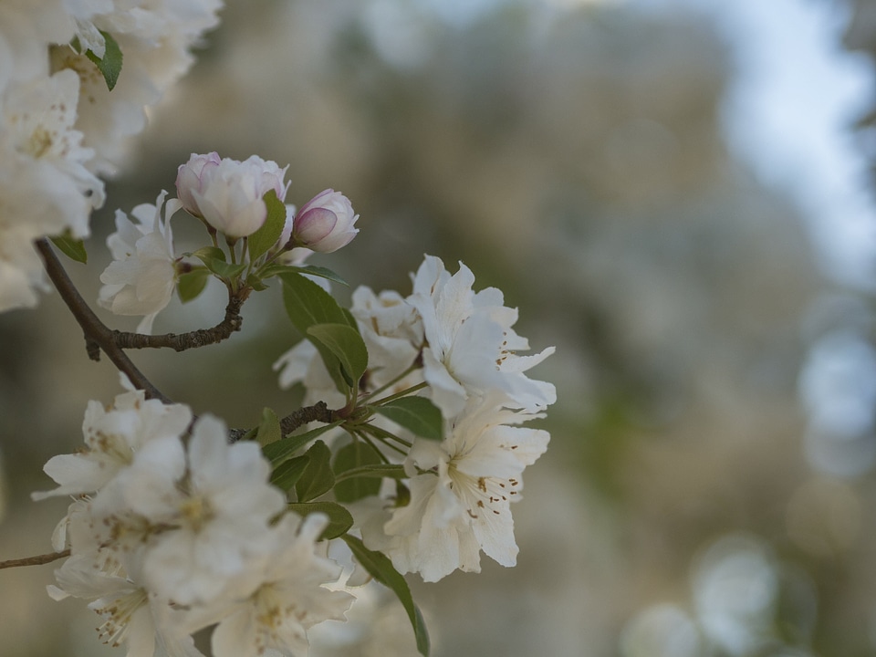 Blossom blossoms cherry blossom