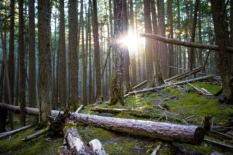 Flare forest ground