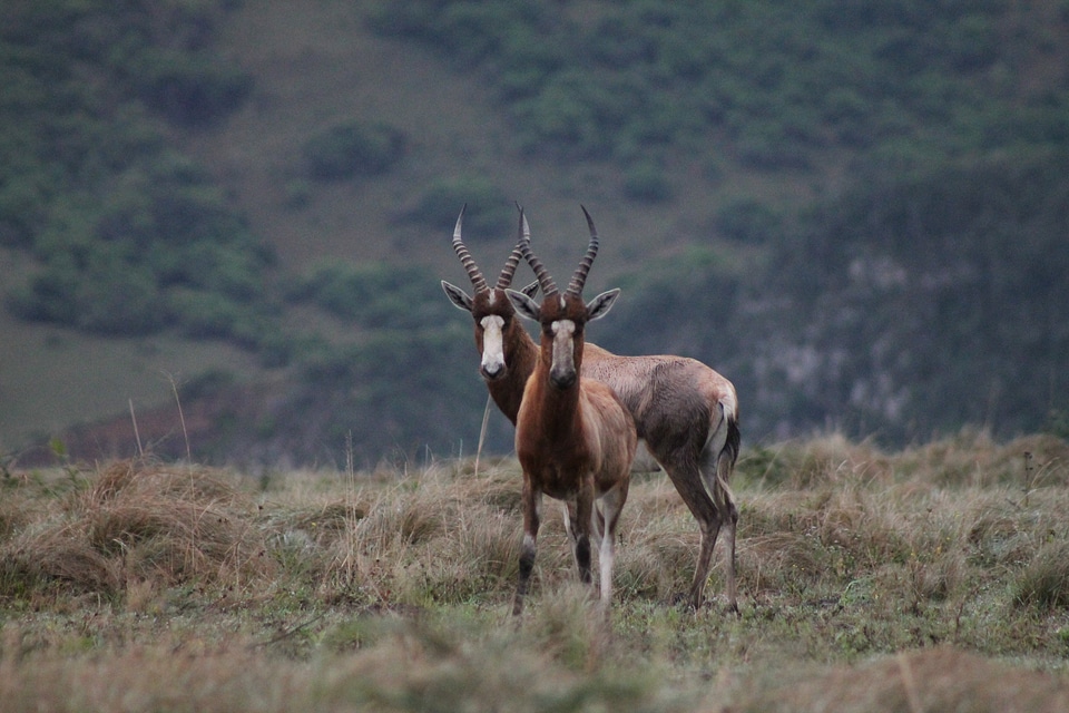 Animal antelope brown
