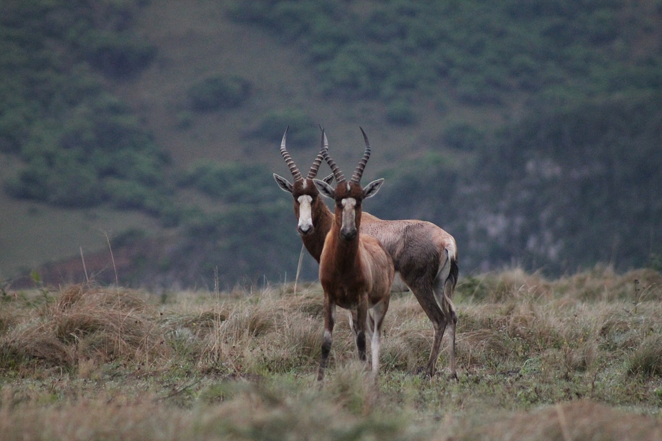 Animal antelope brown photo