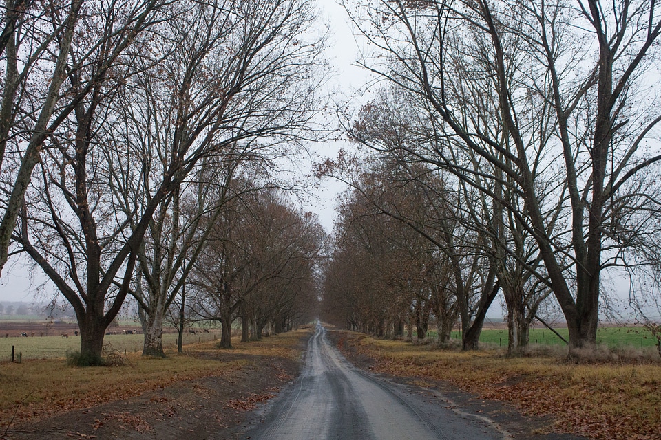 Asphalt autumn dirt road