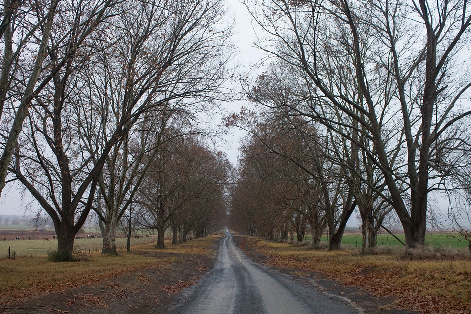 Asphalt autumn dirt road photo